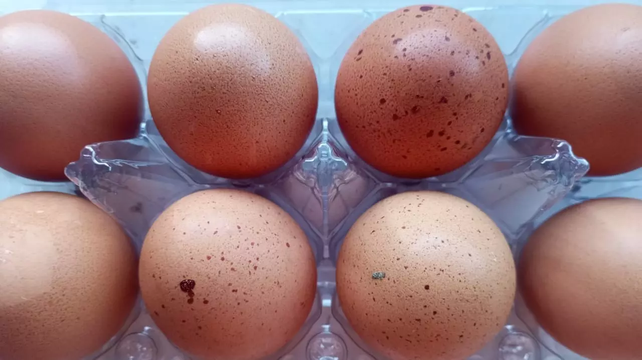 MERCADO EXTERNO  ][ Exportação brasileira de ovos dispara 192,5% no primeiro semestre de 2025